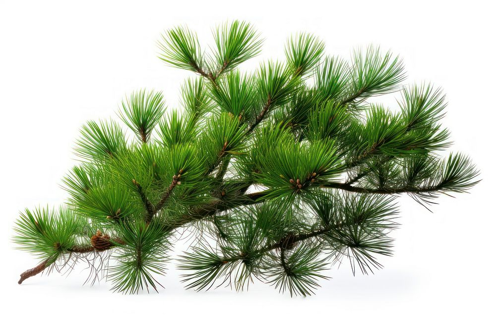 Pine pine plant tree.