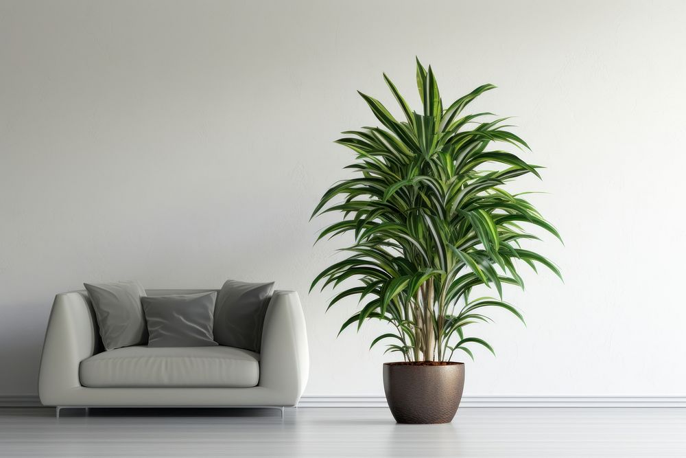 Dracaena fragrans on the center furniture chair plant.