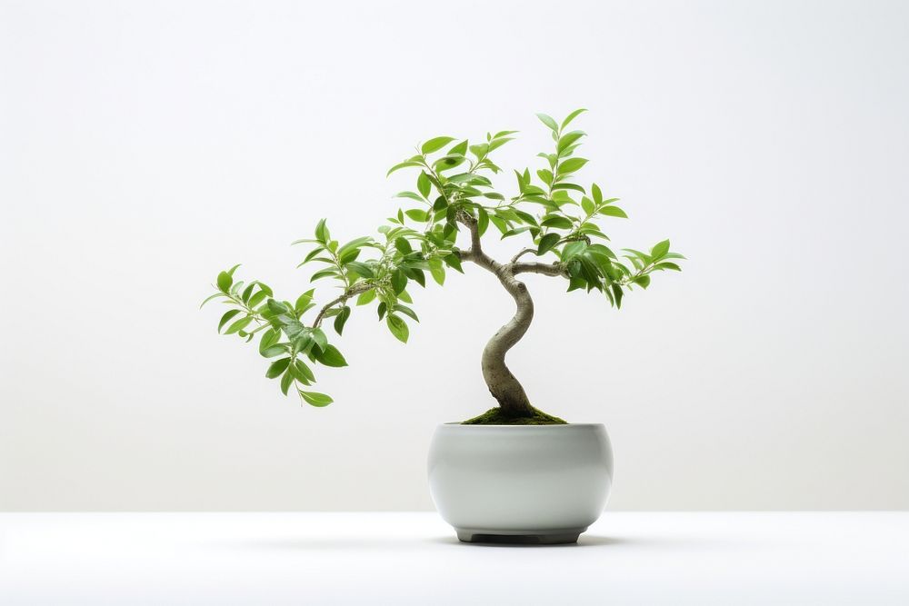 Orikami bonsai plant leaf.
