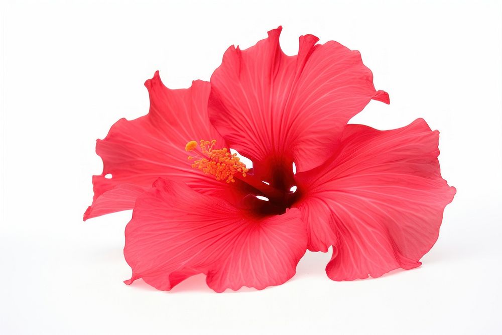 Hibiscus hibiscus flower petal. AI generated Image by rawpixel.
