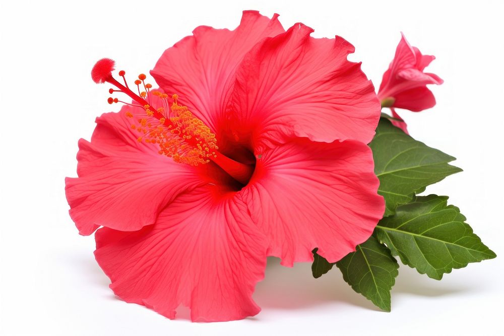 Hibiscus hibiscus flower plant. AI generated Image by rawpixel.