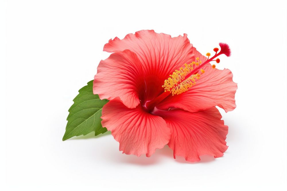 Hibiscus hibiscus blossom flower. AI generated Image by rawpixel.