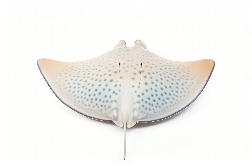 Stringray animal fish white background. AI generated Image by rawpixel.