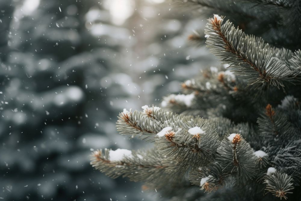  Pine tree forest snow christmas outdoors. AI generated Image by rawpixel.