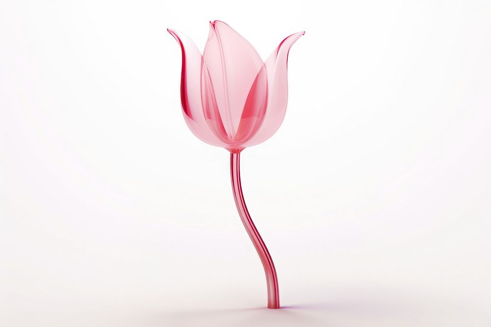 Tulip flower shape petal plant inflorescence.