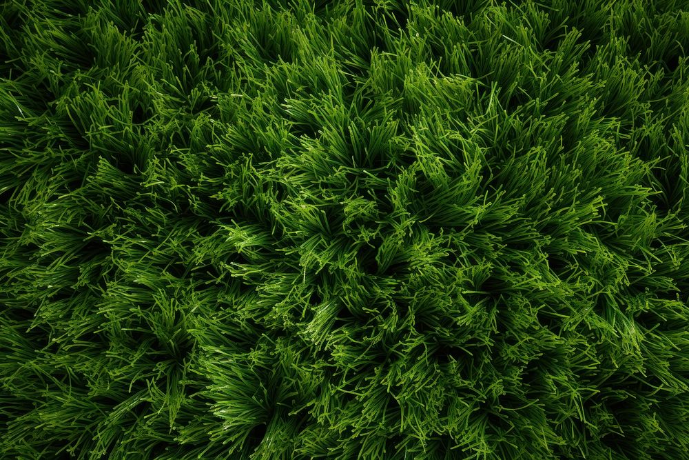  Grass texture backgrounds outdoors nature. AI generated Image by rawpixel.