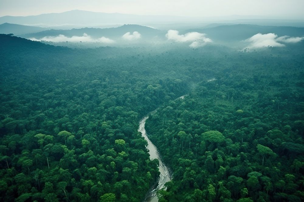Congo Basin outdoors nature forest.
