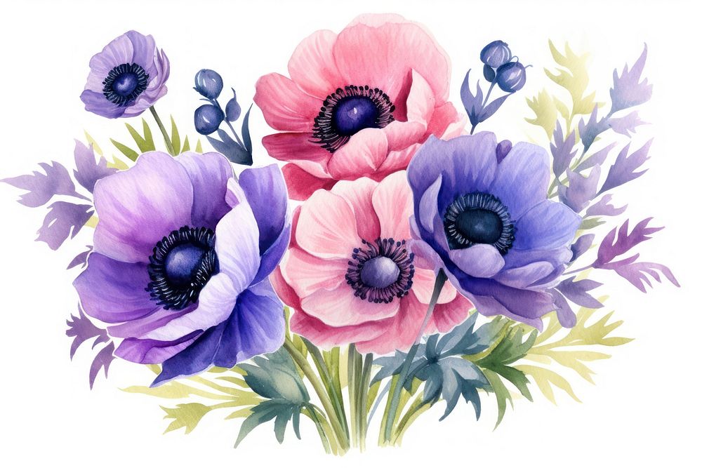 Colorful anemone flower bouquet plant rose white background.