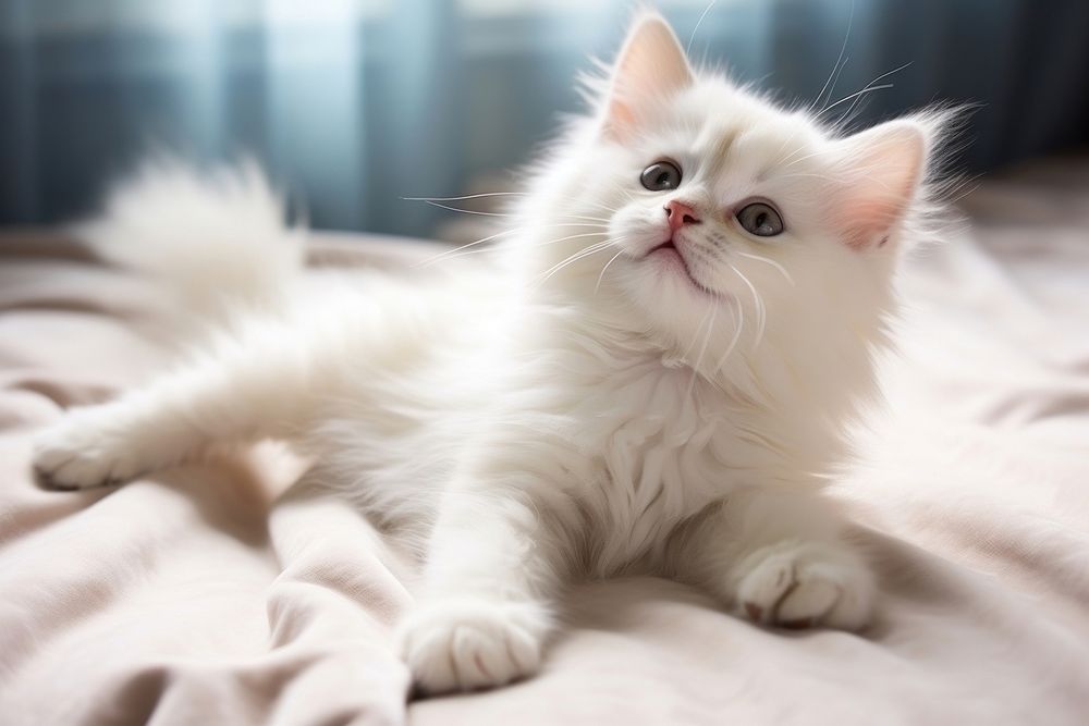 Kitten animal mammal white.