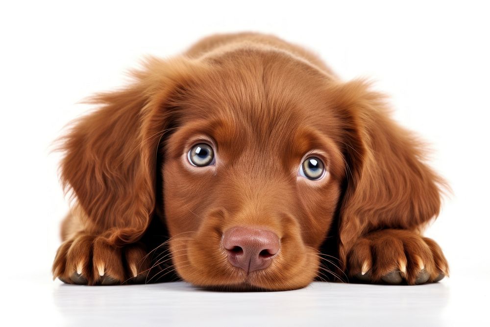 Red Cobberdog pup mammal animal puppy. AI generated Image by rawpixel.