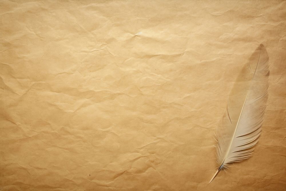 Feather Kraft paper backgrounds feather texture.
