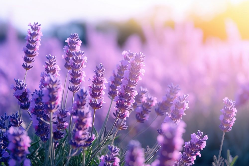  Nature lavender flower backgrounds. AI generated Image by rawpixel.