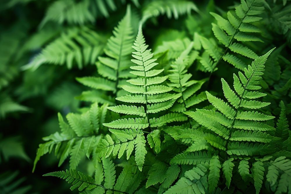  Fern leaf backgrounds plant. AI generated Image by rawpixel.