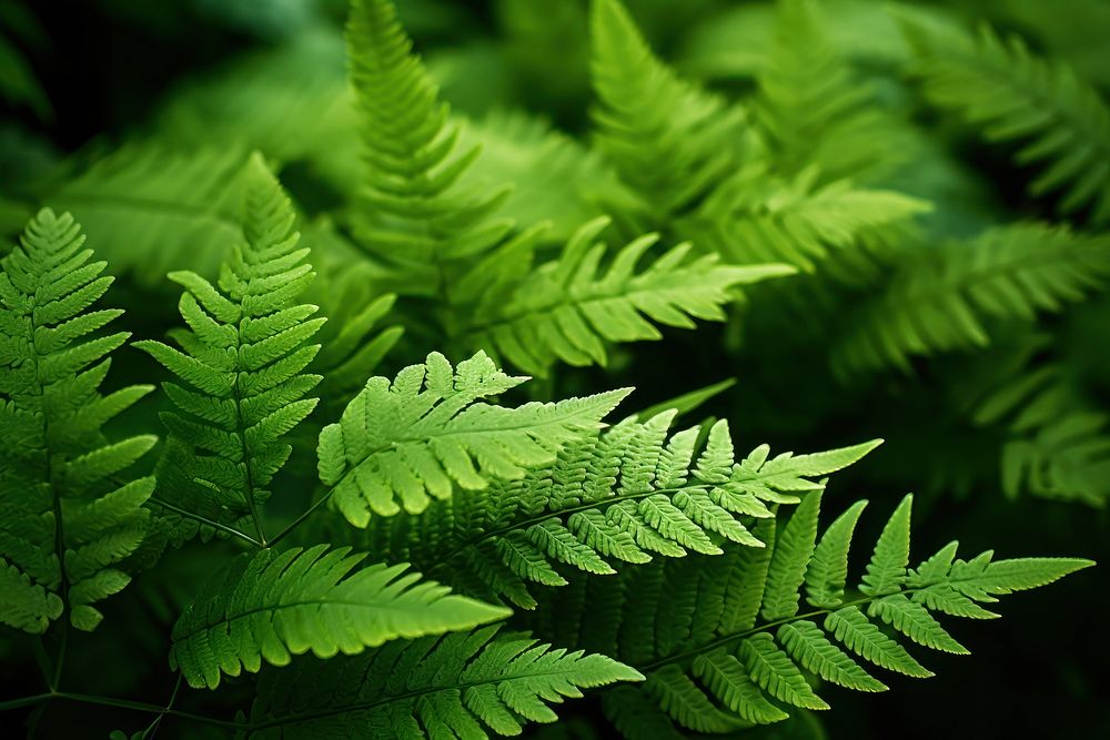  Fern leaf backgrounds plant. AI generated Image by rawpixel.