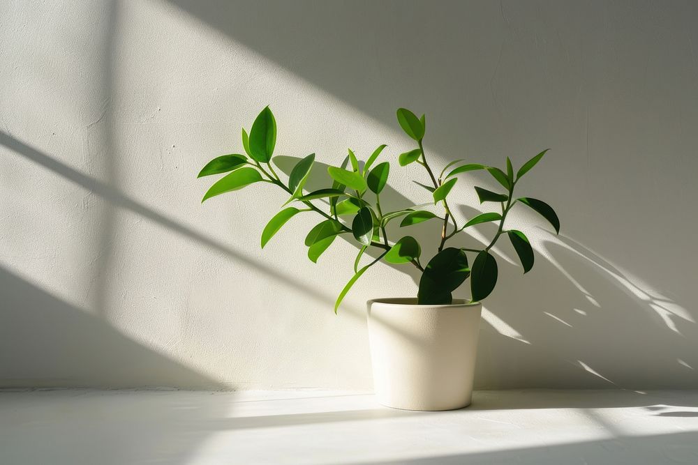A plant pot shadow white leaf.