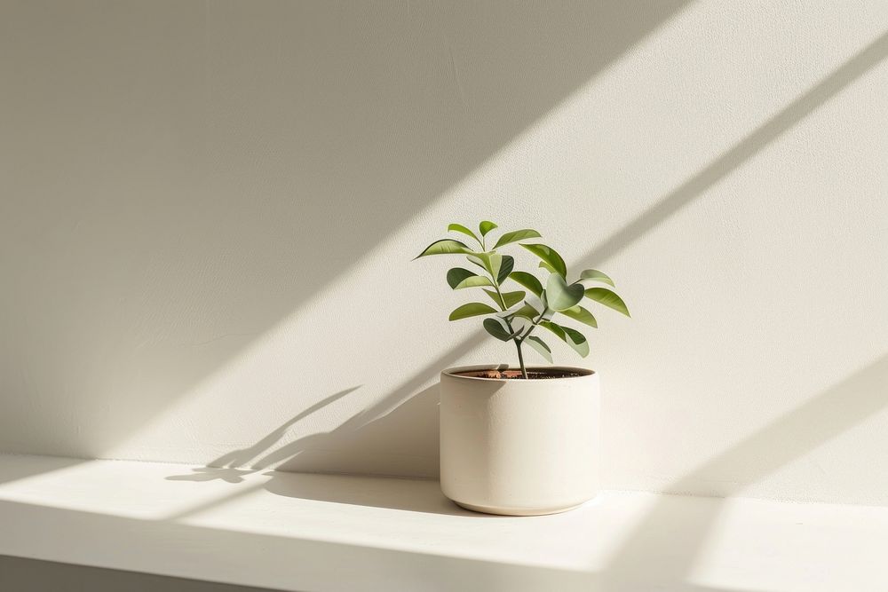 A plant pot windowsill shadow white.