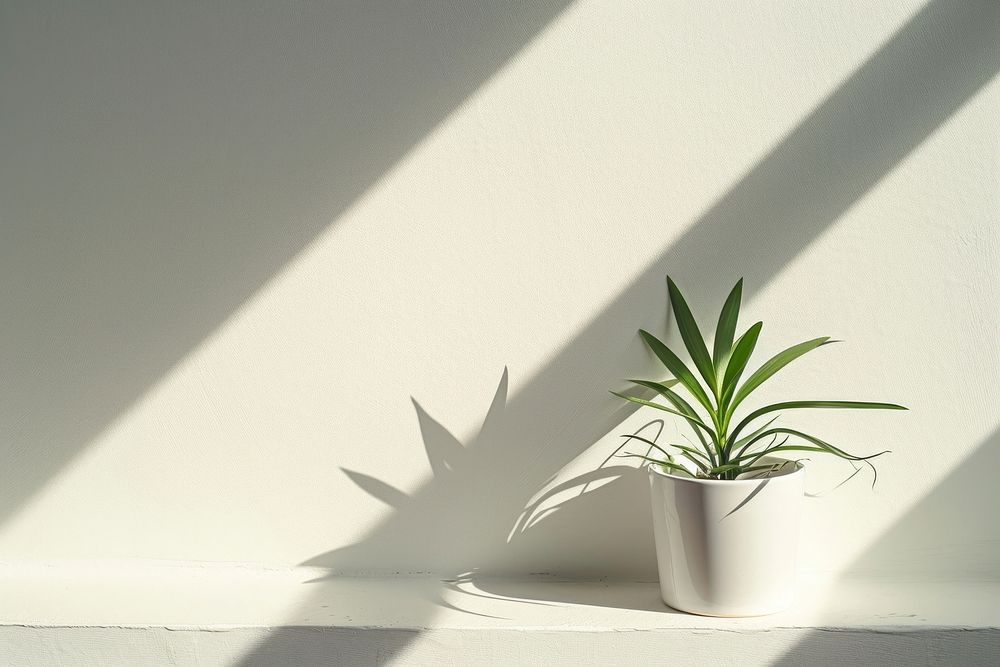 A plant pot shadow wall houseplant.