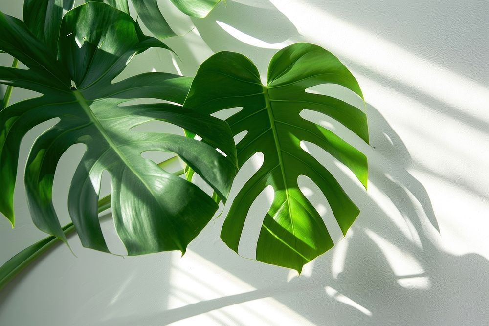 Monstera leaf backgrounds shadow plant.