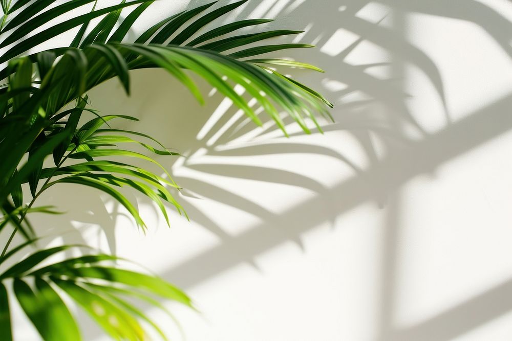 Palm leaf backgrounds nature shadow.
