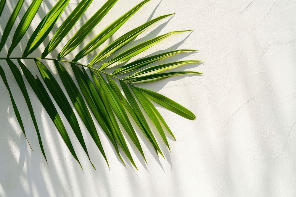 Palm leaf backgrounds outdoors nature.