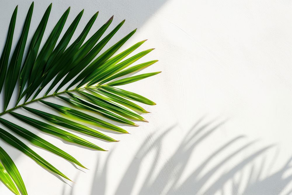 Palm leaf backgrounds outdoors nature.