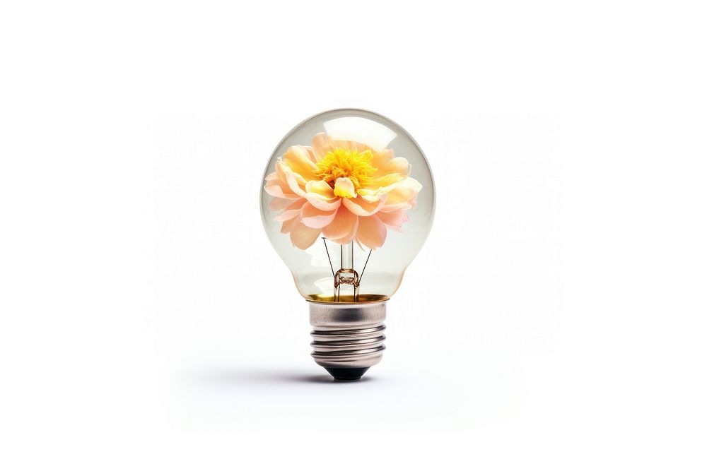Light bulb lightbulb flower white background.