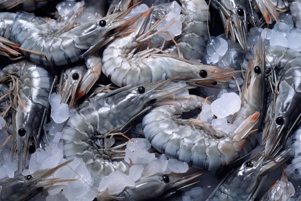 Fresh shrimp seafood animal market.