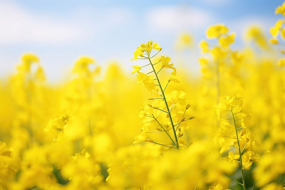  Flower landscape field backgrounds. AI generated Image by rawpixel.