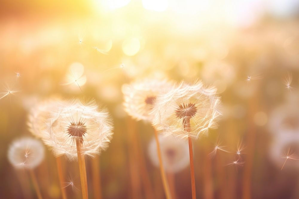  Nature dandelion backgrounds flower. AI generated Image by rawpixel.