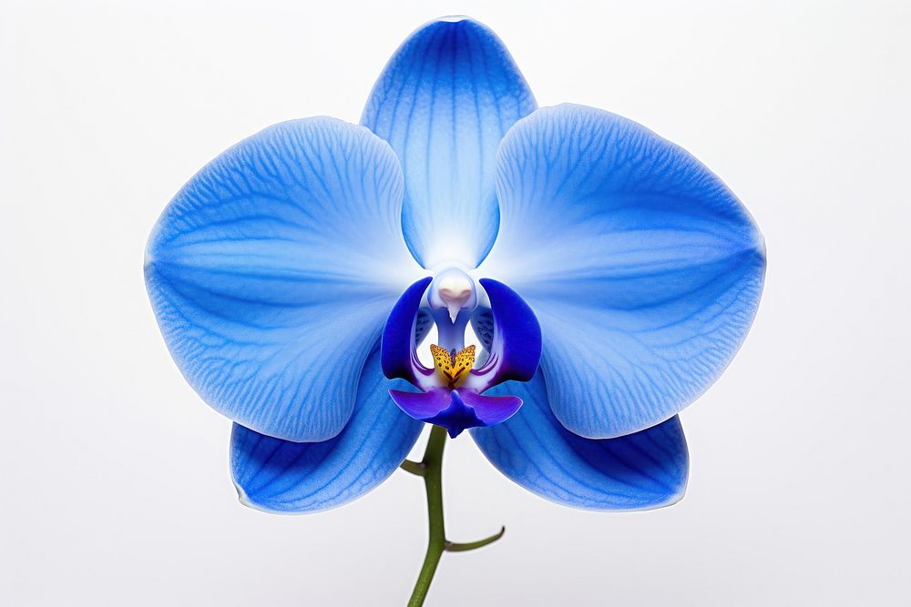 Flower orchid plant blue.
