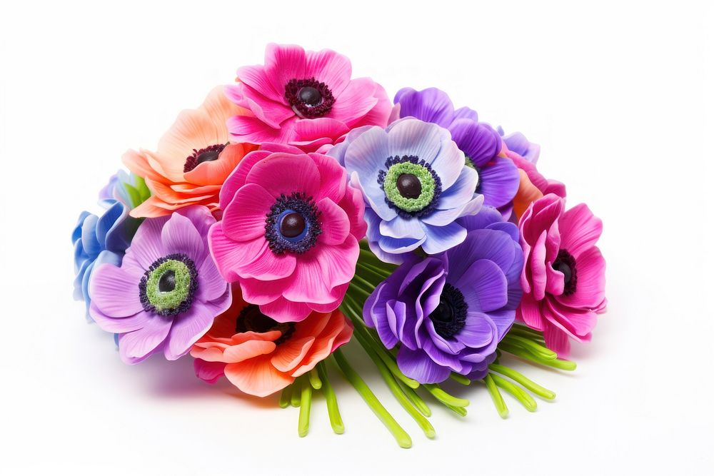 Colorful anemone flower bouquet plant white background inflorescence.