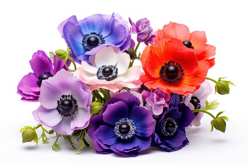 Colorful anemone flower bouquet blossom plant white background.