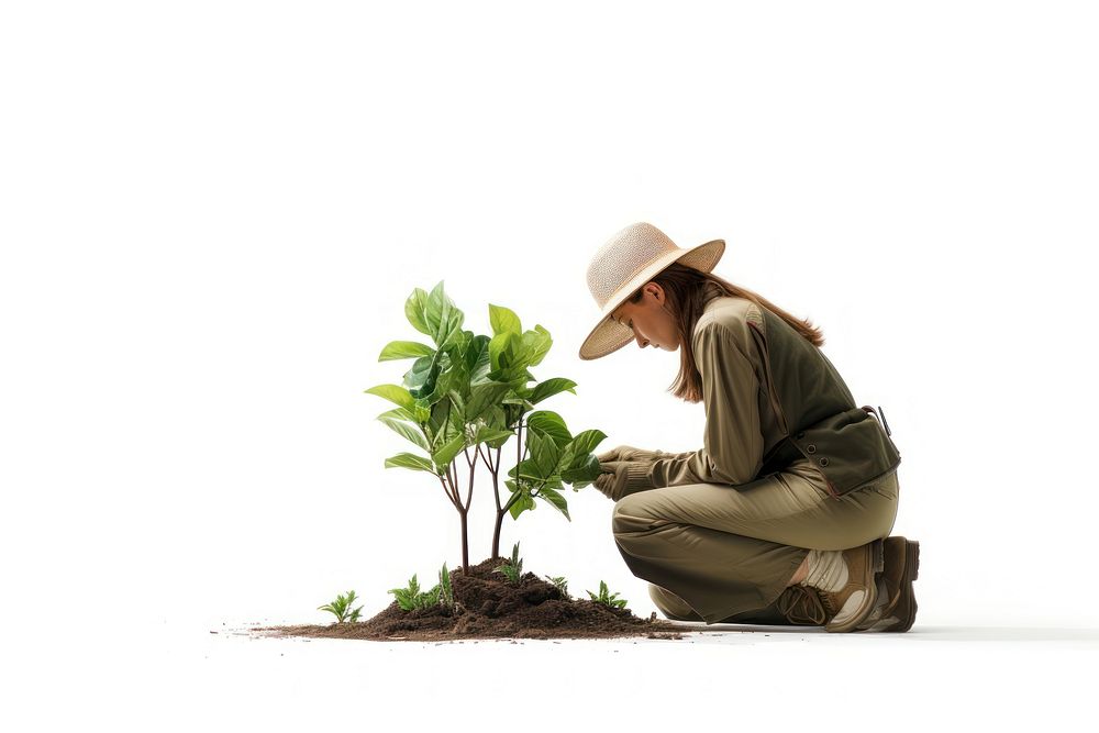A female gardener planting a tree gardening outdoors nature.