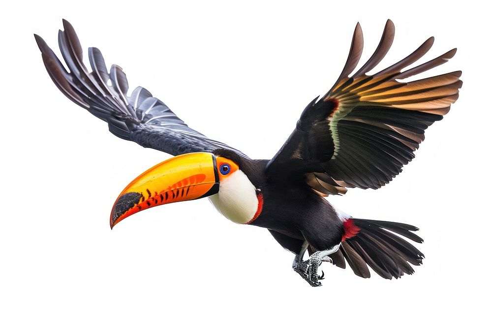 Toco toucan animal flying bird. AI generated Image by rawpixel.