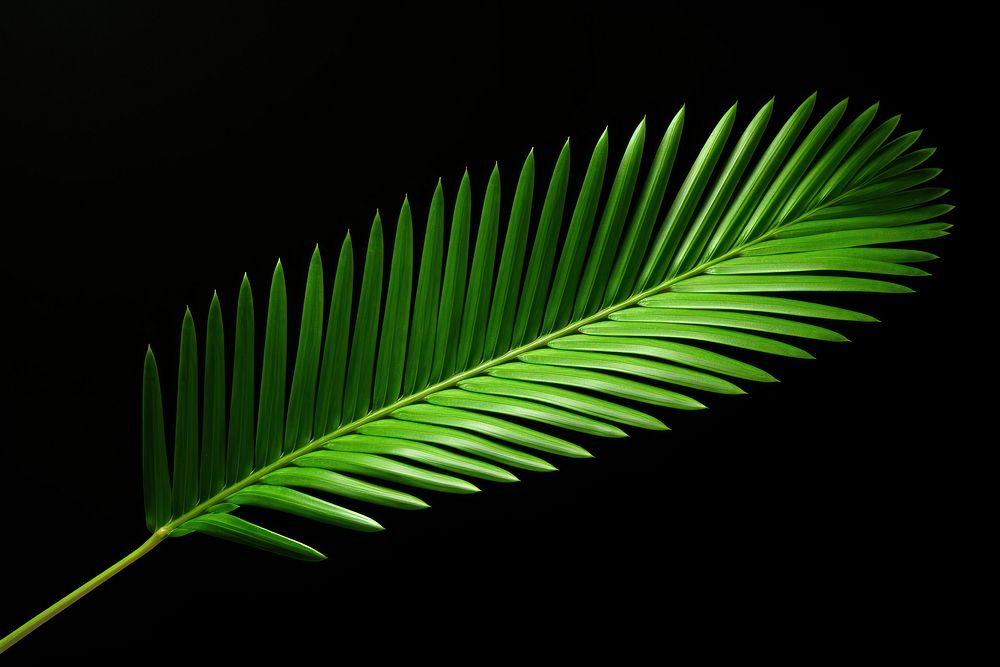 Green neon palm leaf plant tree fern.