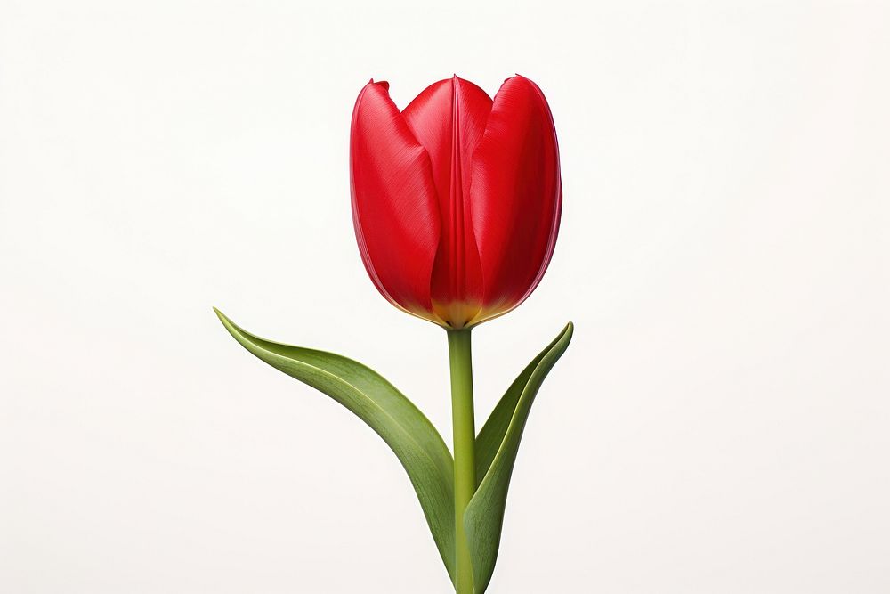 Red tulip flower plant inflorescence springtime.