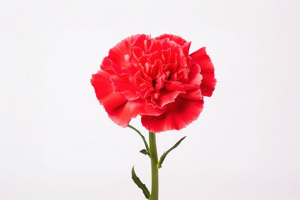 Red carnation flower plant white background inflorescence.