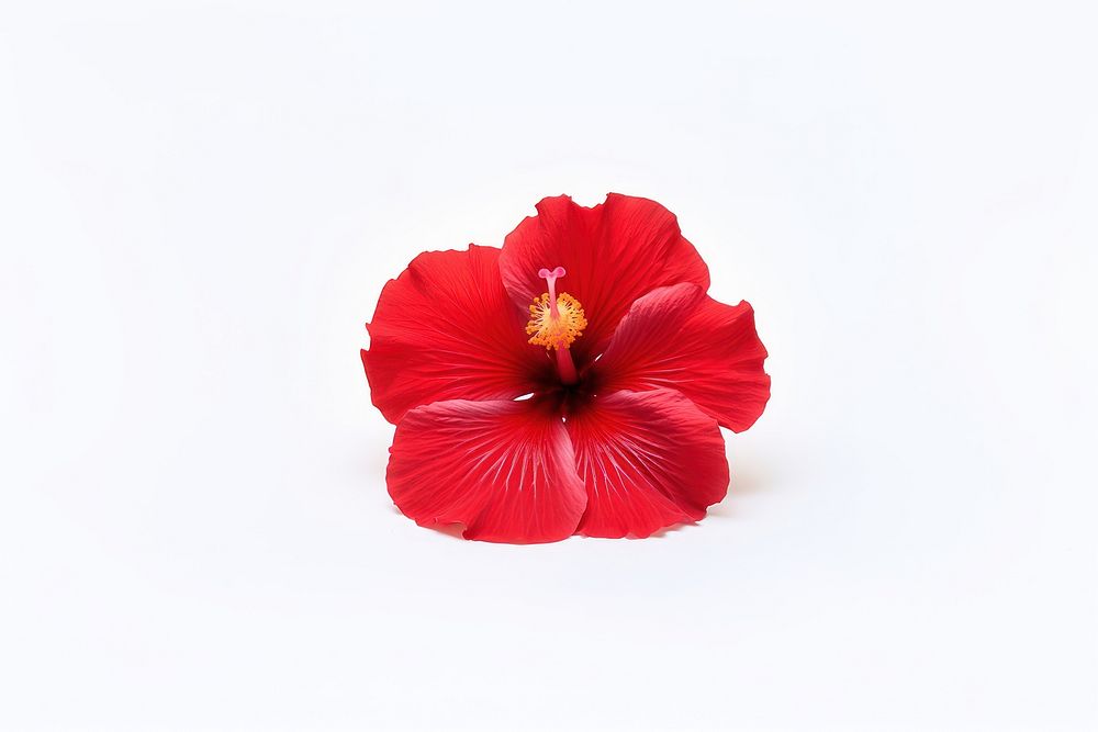 Red hibicus flower hibiscus petal plant.