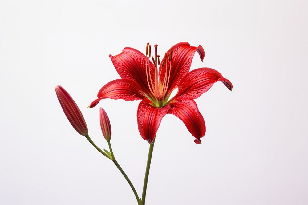 Red lily flower petal plant inflorescence.