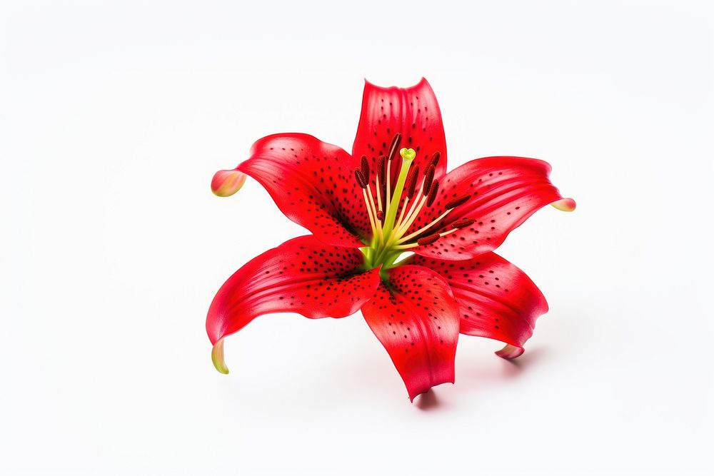 Red lily flower petal plant white background.