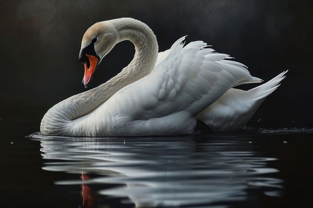 Swan swan animal bird. AI generated Image by rawpixel.