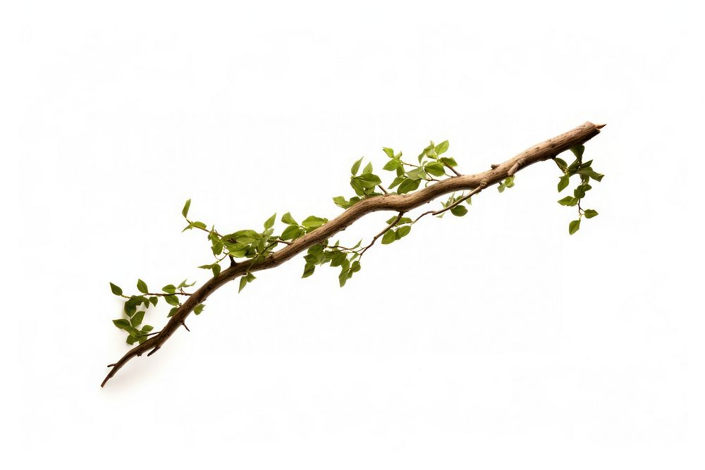 Tree branch tree plant leaf.