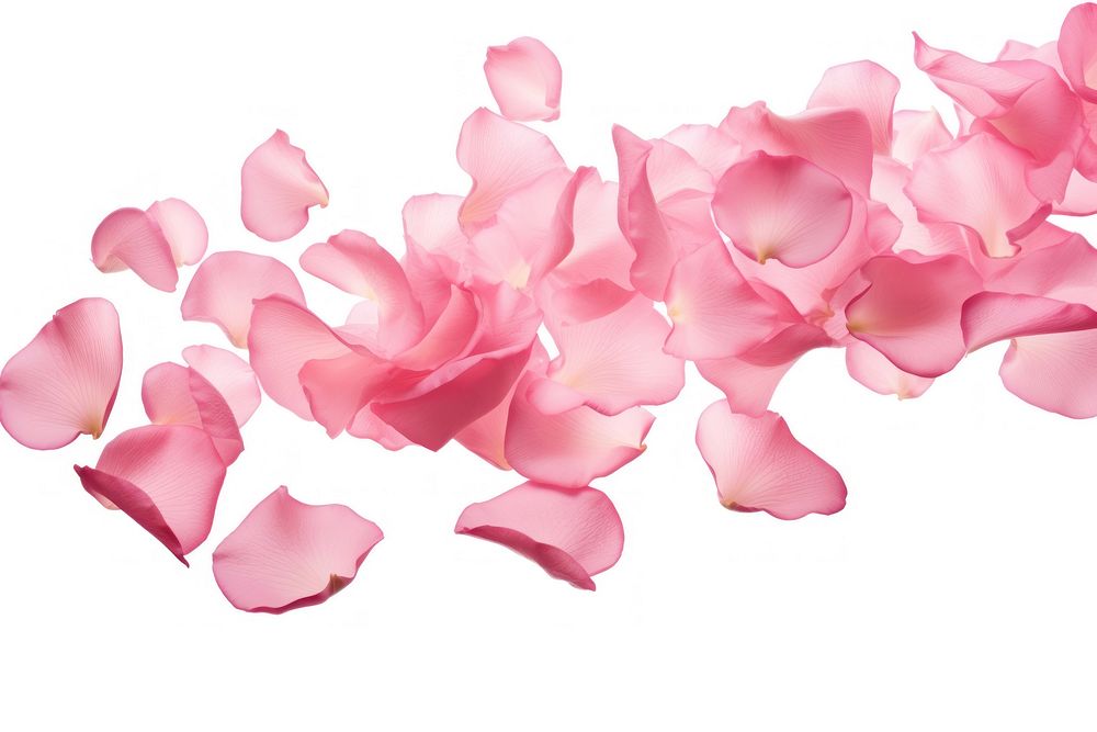 Falling pink rose petals flower plant white background.