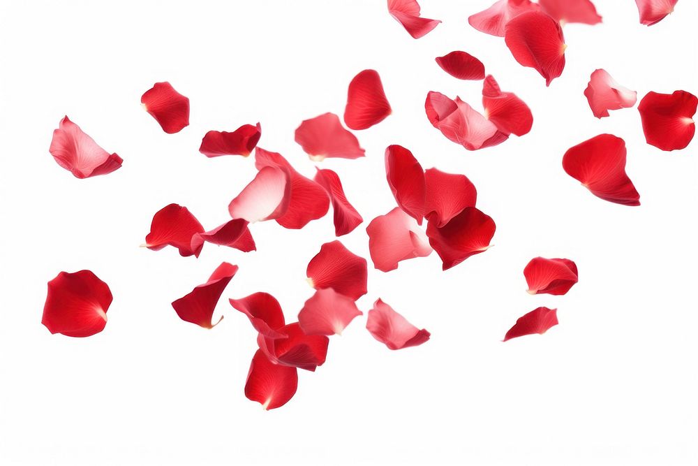 Falling red rose petals backgrounds white background splattered.