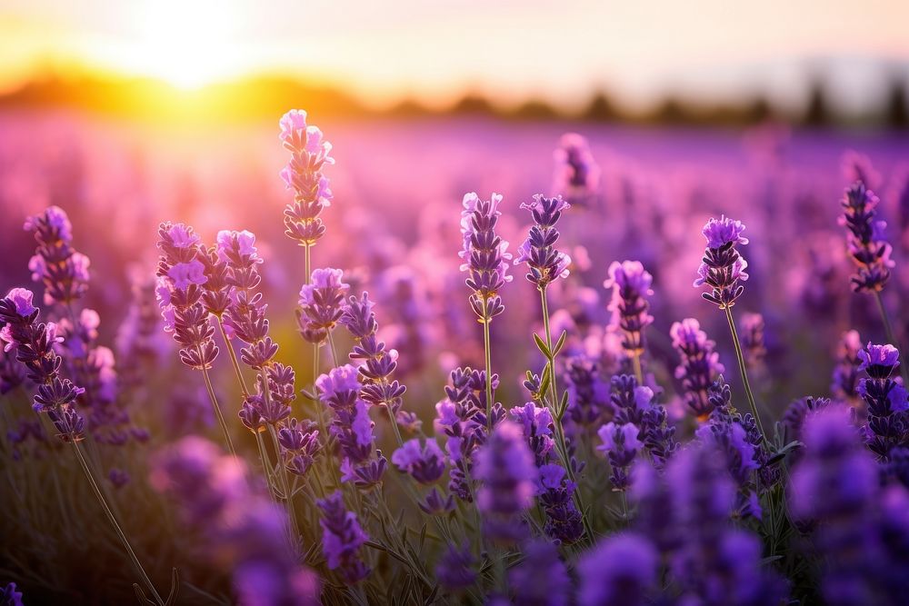  Nature landscape lavender flower