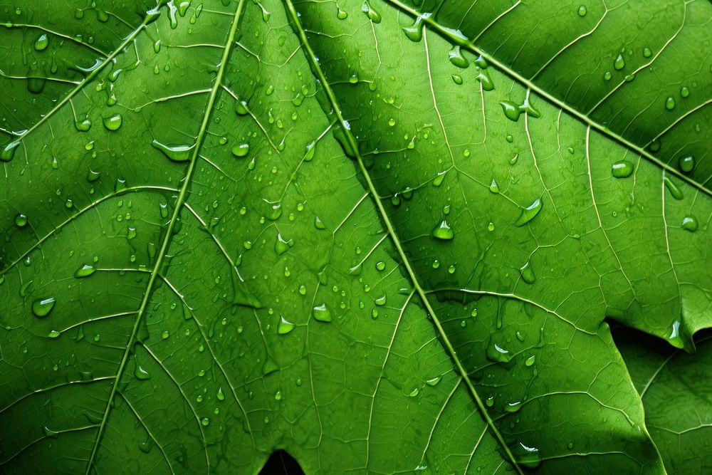  Nature backgrounds leaves plant. AI generated Image by rawpixel.
