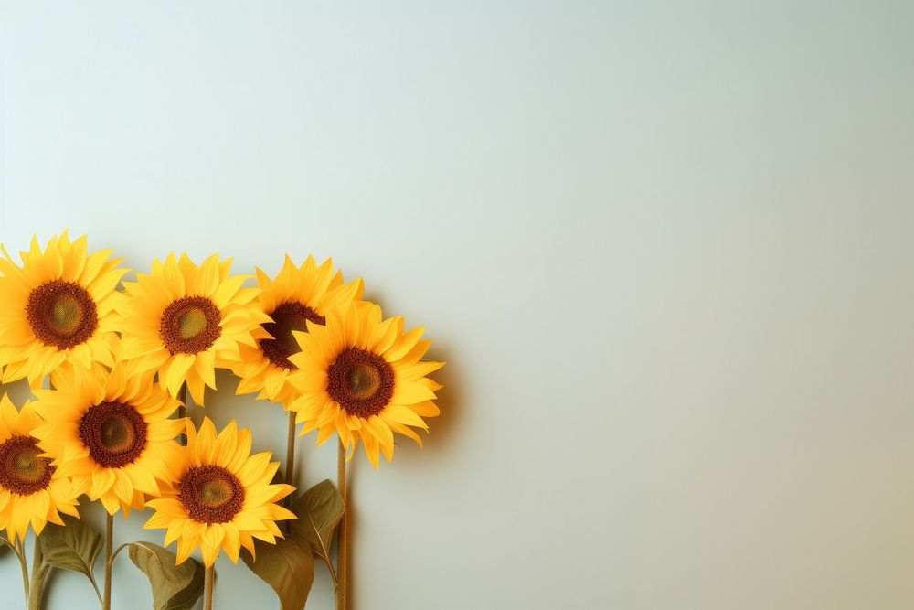  Sunflowers petal plant inflorescence. AI generated Image by rawpixel.