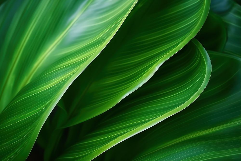  Nature background texture Abstract green leaf backgrounds. AI generated Image by rawpixel.