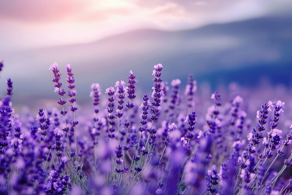 Lavender field lavender landscape outdoors.
