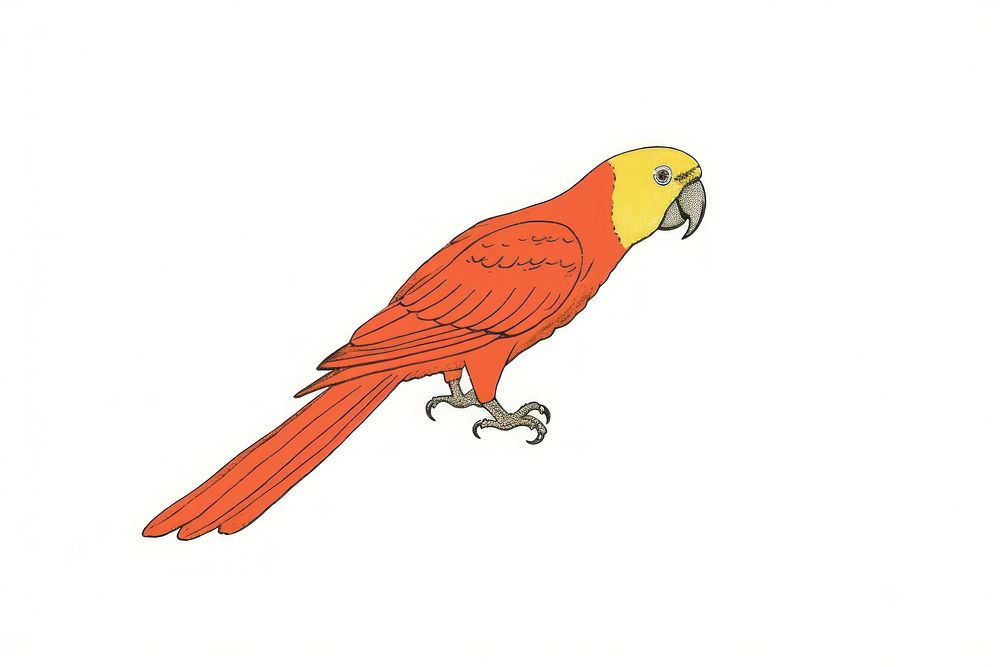 Parrot drawing animal bird.